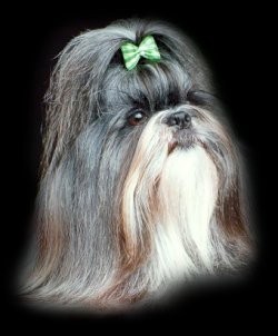 Shih Tzu image