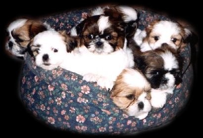 Shih Tzu image