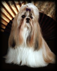 Shih Tzu image