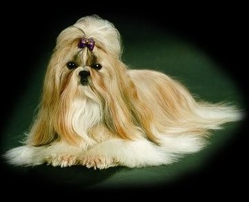 Shih Tzu image