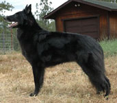 "Fae" Ch Reverie's Winter Allure RA, CGC  - owners: Don & Carol Morris and Kayla Savory, California