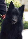 (Deville) Reverie Midnight Acre Race CD, CGC, TDI - working therapy dog, one of only five dogs allowed to work at Shriner's Children Hospital - owner : Sue Ann Barnett in Louisianna