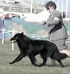 (Shane) Ch Allure's Wandrin' Reverie CDX, RN, TDX, CGC, TDI, HIC, BSCA Working Dog Award - owner : Carol Morris, California