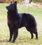 Ch Reverie Midnite Acre Ribbons, HIC, CGC, CD, JHD, PT aka Scarlet - owner : Anda Lusis, Vermont