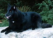 Reverie Midnite Acre Rebel, HIC, CGC, CDX, NA aka Shiloh - owner : Nancy Baer, Washington