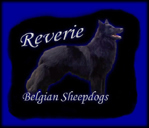 Reverie Belgian Sheepdogs and Corgis