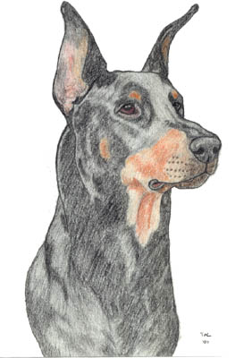 Doberman