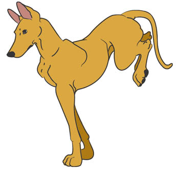 Pharaoh Hound