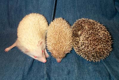 The Three Hedgies