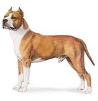 An American Staffordshire Terrier