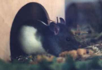 Yummy! That's fresh millet!