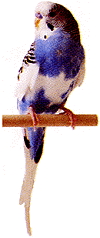 bird4.gif (11124 bytes)