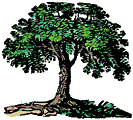 tree.gif (5416 bytes)