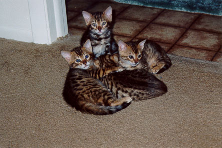 Bengal Kittens all snuggled up...