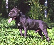 American Staffordshire Terrier