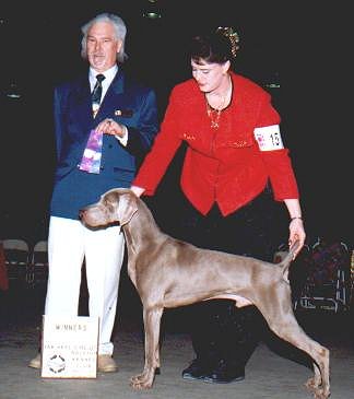 A Weimaraner Named Digger