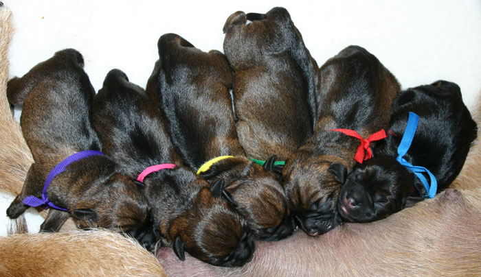 Melody's 2nd Litter