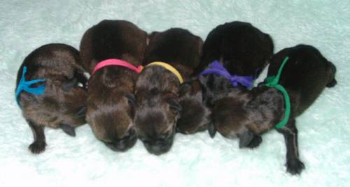 Piper's Litter