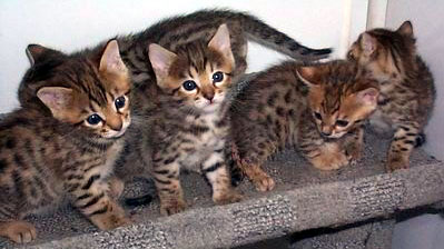 Bengal kittens at Hunterdonhall