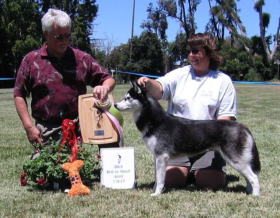 Sophia BIM Adult 7/07; Judge Des Cole, handler D Willett