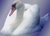 swan