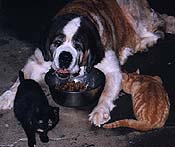 Jean eating with cats