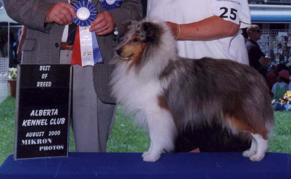 Caesar's third Best of Breed win in Canada