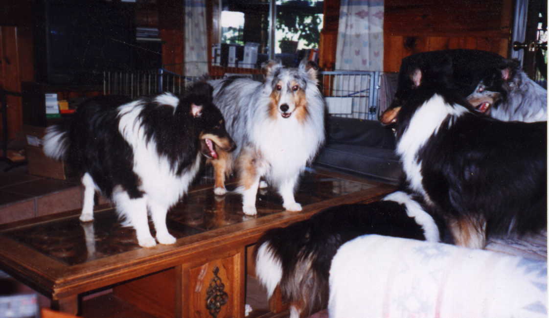 Shelties everywhere!!