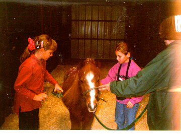 [Grooming a miniature horse}