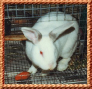 Bunni