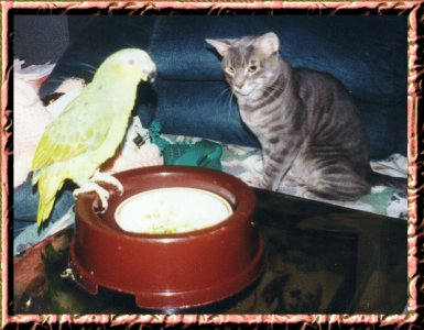 Cat and Bird