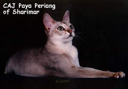 Periang