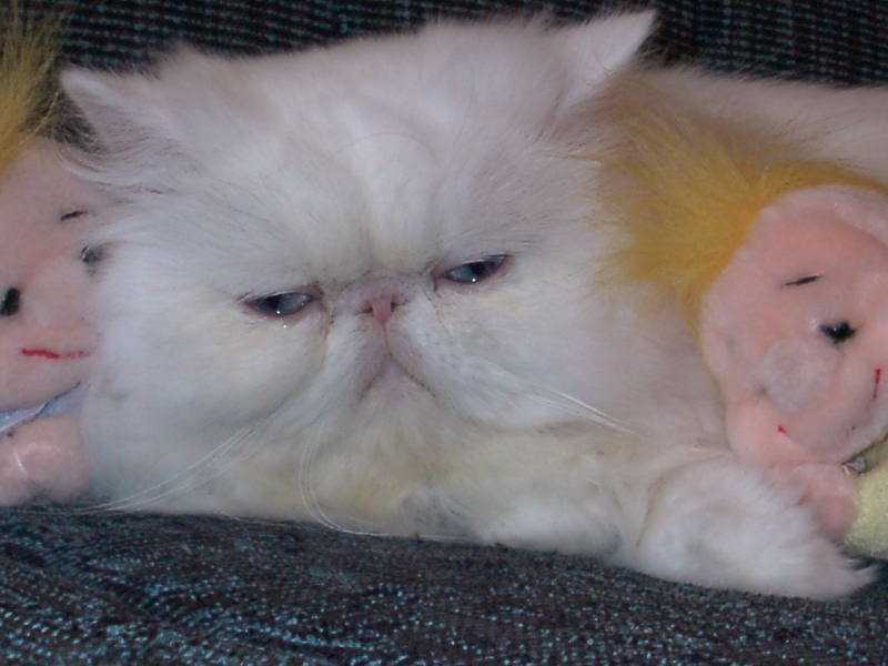 Bonetticats Holly, white blue-eyed persian