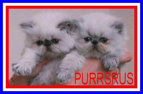 Purrsrus, himalayans and persians UK