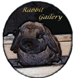 Click here to view our Rabbit Photo Gallery