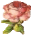 pinkrose.gif (2573 bytes)