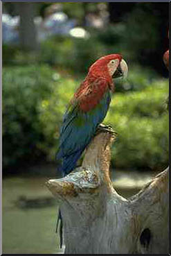 Our new greenwing macaw!