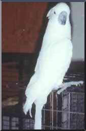 Our Umbrella Cockatoo