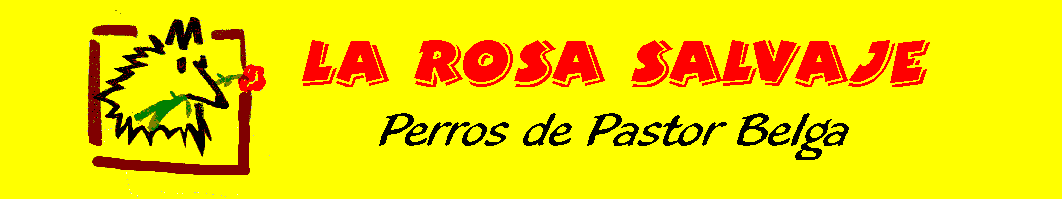 LA ROSA SALVAJE - PERROS DE PASTOR BELGA