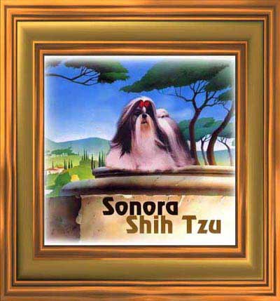 Click here to enter the website of Sonora Shih Tzu