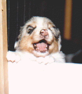 puppycry.gif (30055 bytes)