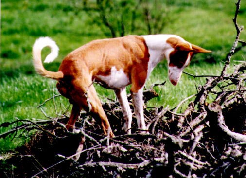 Malcolm on the hunt