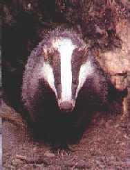 Badger