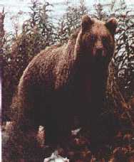 Brown Bear