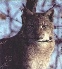 Lynx