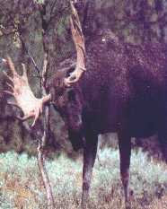 Bull Moose