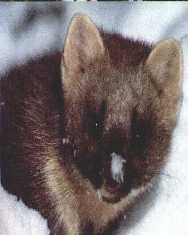 Pine Marten