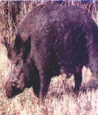 Wild Boar