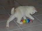 Andy with his first toy, a catnip mouse with a bell.