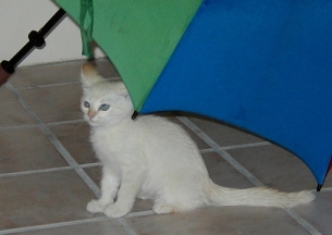 Andy's first day with Kelly. He played peek-a-boo behind the umbrella.